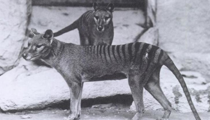 A pair of Tasmanian tigers, also known as thylacines, are seen in captivity. — Reuters/File