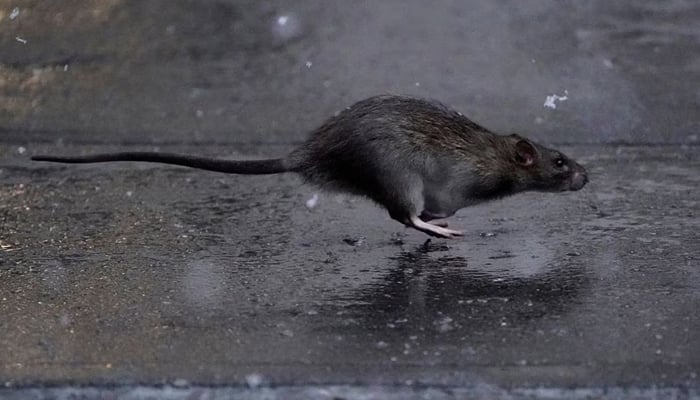 A rat runs across a sidewalk in the snow in the Manhattan borough of New York City, New York, US.. — Reuters/File