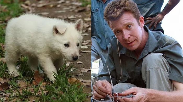 Australia shocked as Adam Britton, BBC croc expert, admits raping 40 dogs