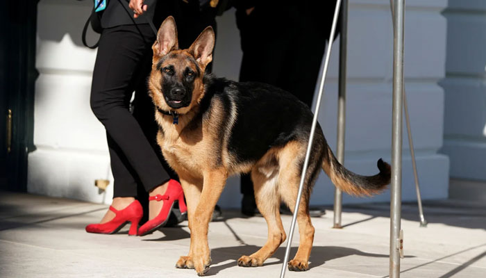 Commander, the dog of US President Joe Biden, goes out for a walk at the White House in Washington, DC in March 2022. — Reuters/File