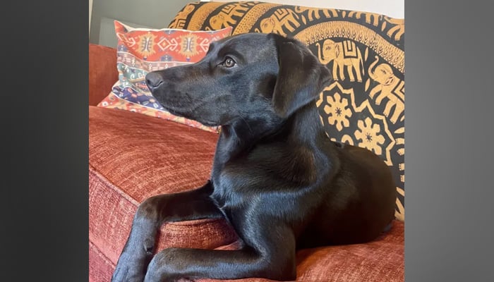In this picture released on September 28, 2023, shows a black dog who was spooked by a white ghost-like figure in a shot taken by a security camera. — New York Post via Kennedy News and Media