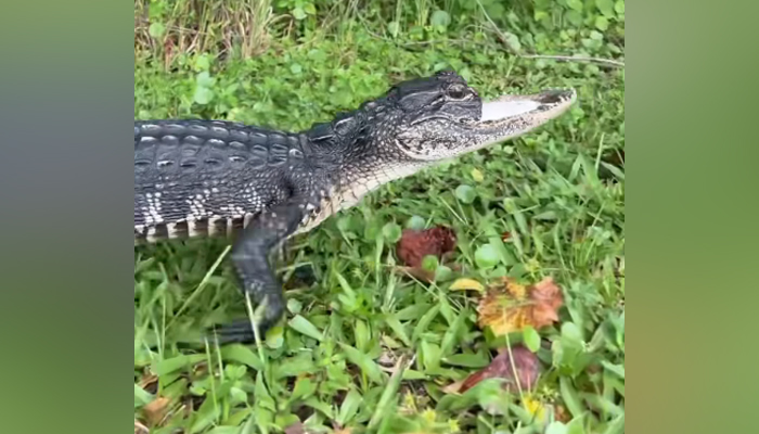In this still taken from a video released on September 28, 2023, shows a jawless alligator. — Facebook/Gatorland Orlando