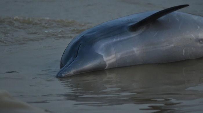 Over 100 dead dolphins wash ashore in Amazon due to rising water tempratures - Vimarsana News