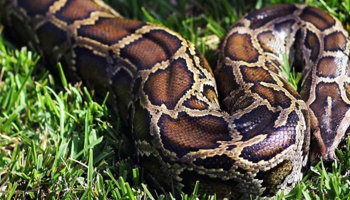 A representational image showing a python. — AFP/File