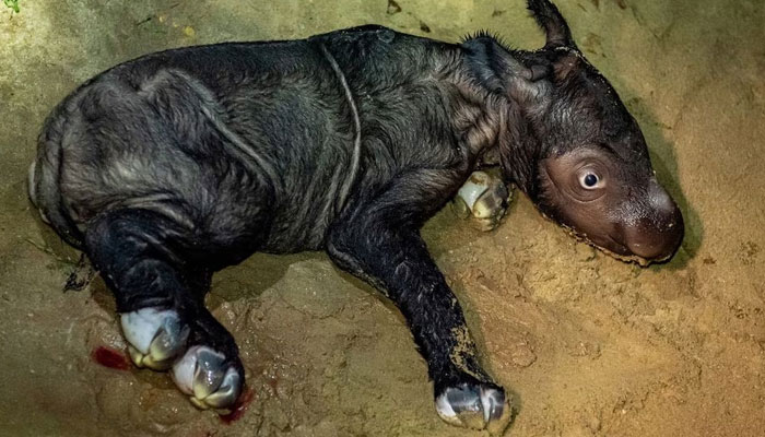 An endangered female Sumatran rhinoceros, recently born at Sumatran Rhino Sanctuary of Kambas National Park, lays down in Lampung, Indonesia September 30, 2023, in this photo taken by Antara Foto.—Reuters