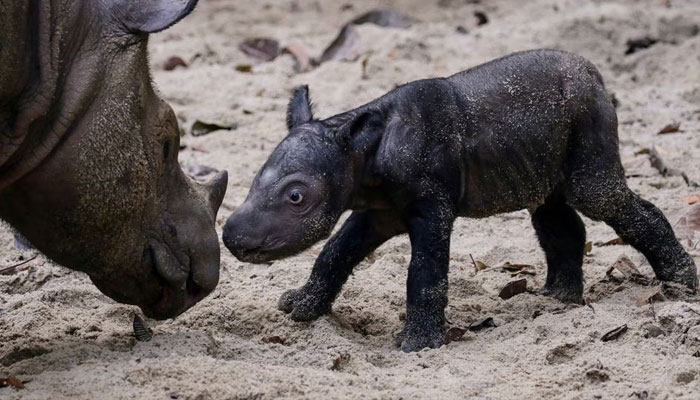 An endangered recently born female Sumatran rhinoceros is seen next to her mother, Ratu, at Sumatran Rhino Sanctuary of Kambas National Park, Lampung, Indonesia.—Reuters