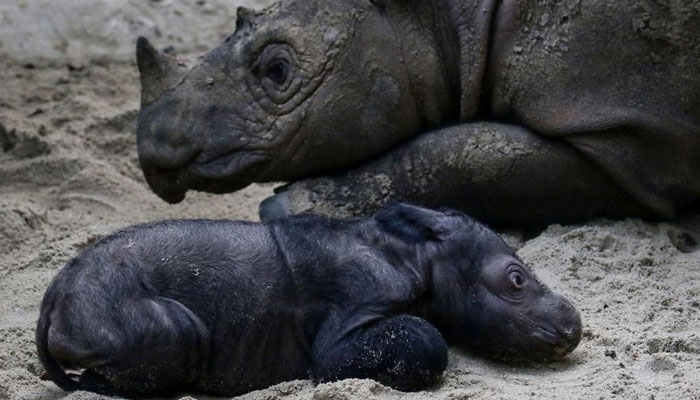 An endangered female Sumatran rhinoceros lays down next to her mother, Ratu, recently born at Sumatran Rhino Sanctuary of Kambas National Park, Lampung, Indonesia September 30, 2023.—Reuters
