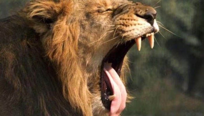 An image of a lion roaring—Reuters/file