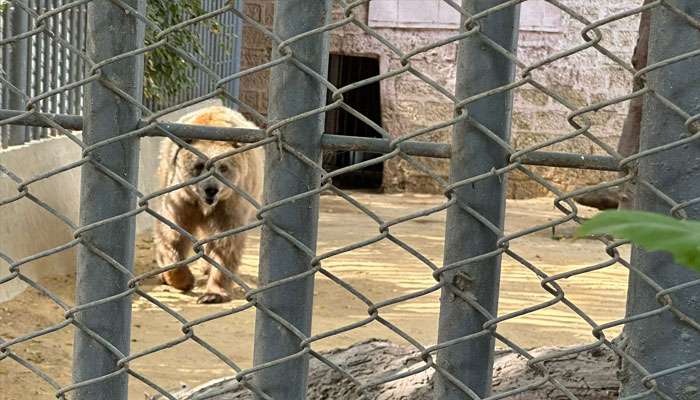 Captive Himalayan brown bear Rano seen pacing restlessly in her cage at Karachi zoo in this still taken from a video. — /Instagram/pawspakistan