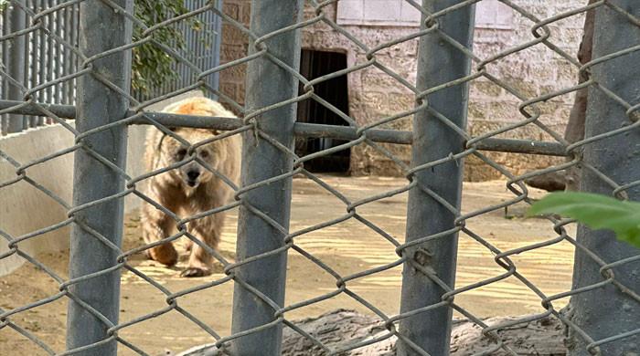 'Free Rano': Activists stage art protest for release of captive bear in Karachi zoo