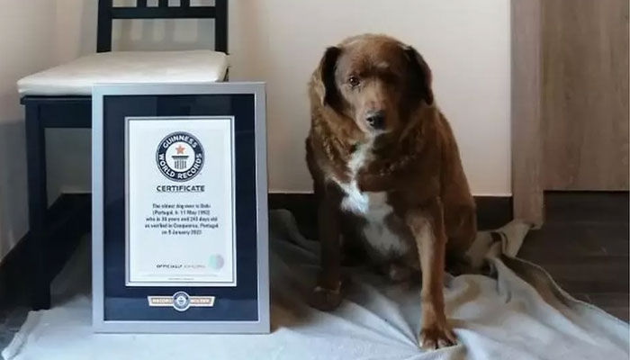 Bobi broke the Guinness World Record for oldest dog in February.—Guinness World Records