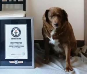 Bobi, world's oldest dog, dies at 31 after an eventful life