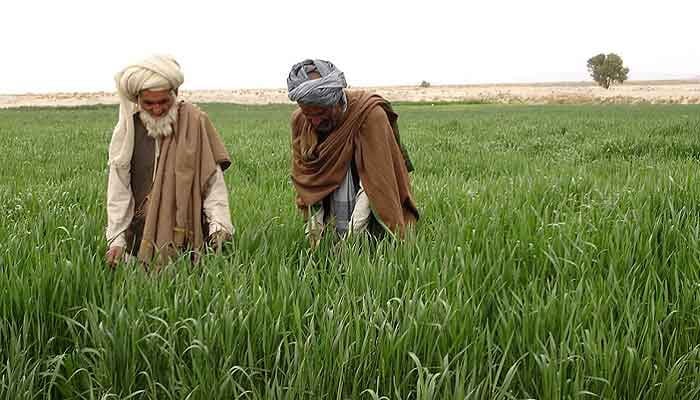 Two men looking at their crops in a field in this undated picture. — ADB