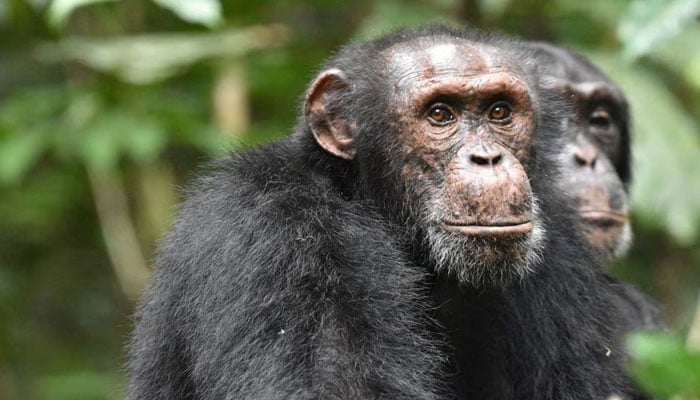 کوٹ ڈیوائر کے مغربی افریقی جنگلات میں ایک نر چمپینزی اپنے حریف گروپ کے چمپینزیوں کو سن رہا ہے، جس کا مطالعہ تائی چمپینزی پروجیکٹ کی تحقیق کے ایک حصے کے طور پر کیا گیا ہے، اس بے خبر ہینڈ آؤٹ تصویر میں۔—رائٹرز