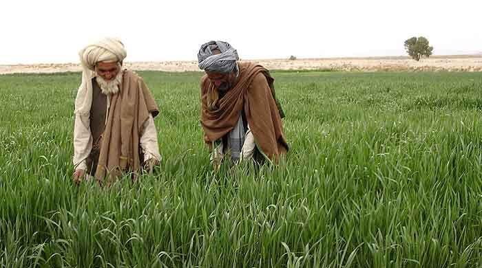 Army set to start agriculture farming on 41,000 acres of land in S Waziristan