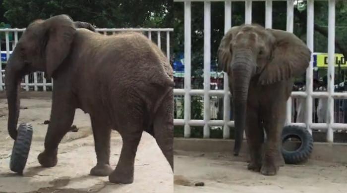 Lone elephant Madhubala to be relocated from Karachi zoo to Safari Park