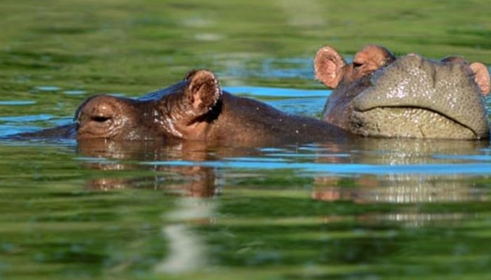 The hippos are descendants of a small herd introduced by drug kingpin Pablo Escobar in the 1980s. — AFP/File