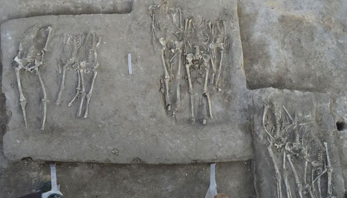 The headless mass grave dates back 4,100 years. —Qian Wang/Texas A&M University School of Dentistry