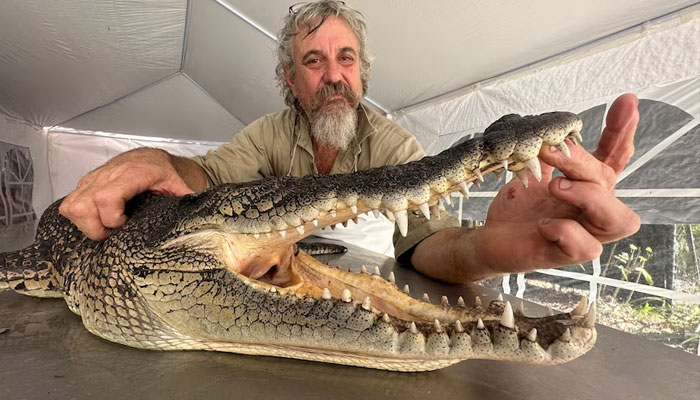 This file photo shows a crocodile that was killed by a farmer in Australia.—X