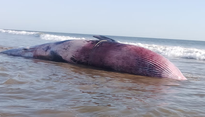 Brydes whale stranded near Balochistan’s coast in a remote area Raini Hor between Pasni and Shumal Bundar. — Reporter