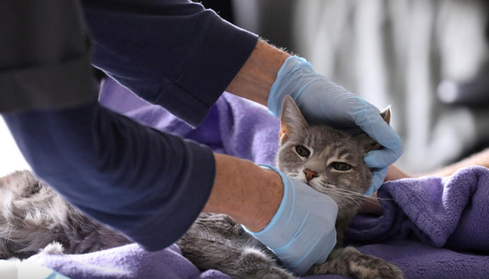 Home veterinarian Wendy Jane McCulloch examines 8-year-old cat Ivy at the closed Botanica Inc. office as she makes client home visits, which have additional safety protocols in recent weeks during the spread of coronavirus disease (COVID-19) outbreak, in Manhattan, New York City, US, March 31, 2020. — Reuters