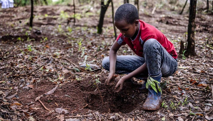 Isaac Molu plants a tree seedling during the nationwide tree planting public holiday in Nairobi. The Kenyan Government declared a special holiday on November 13th, during which people across Kenya were asked to plant trees as a contribution to the national efforts to save the country from the effects of climate change. —AFP