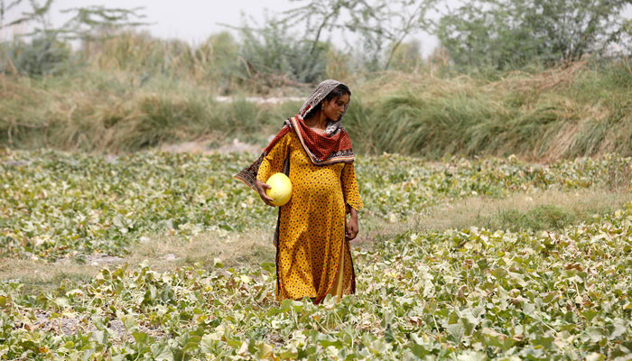 Heavily Pregnant, Sonari, collects muskmelons during a heatwave, at a farm on the outskirts of Jacobabad, Pakistan, May 17, 2022. — Reuters