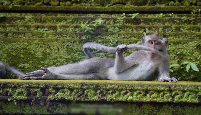 The Rainforest Dandy: A shot of an exquisite Ubud monkey sporting its tail as a faux moustache captured by photographer Delphine Casimir was one of the Highly Commended winners. — Comedy Wildlife Photography Awards/File