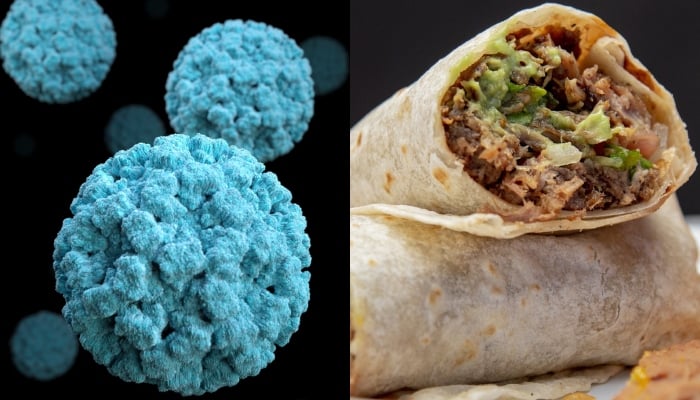 A combination of representational images showing an illustration of a virus (left) and a picture of a burrito. — Unsplash/Pixabay/Files