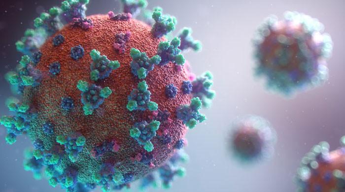 سائنس دانوں نے نیا چمگادڑ کورونا وائرس پایا ہے جس سے ثابت ہوتا ہے کہ COVID-19 لیبز میں نہیں بنایا گیا تھا۔