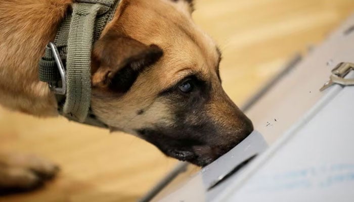 Researchers at Hanover Universitys vet clinic present Filou, the 3-year-old Belgian shepherd which is able to detect COVID-19 in human saliva samples, in Hanover, Germany, February 3, 2021.—Reuters