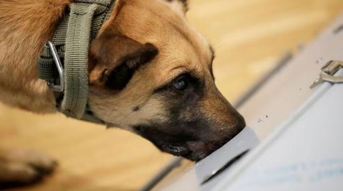 LOY-001: نئی دوا کتوں کی زندگی کو سال تک بڑھاتی ہے، خطرات کے باوجود ڈاکٹروں کی مدد حاصل کرتی ہے