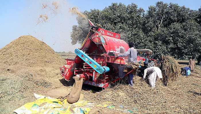 Farmers threshing rice crops in their field with the help of a thresher machine in Hyderabad, on October 26, 2023. — APP