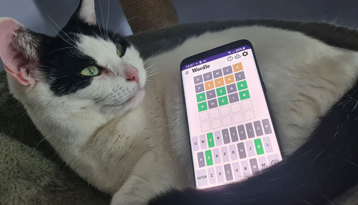 A Wordle puzzle is displayed on the screen of a phone placed on a cat. — Rock Paper Shotgun