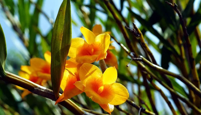 The Dendrobium orchid, also known as a golden grass orchid or God Flower, is a yellow flower with an orange-fringed centre. — BBC