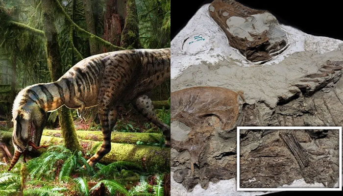 The juvenile gorgosaur would have chased small therapods and dissected them with its blade-like teeth.—Julius Csotonyi