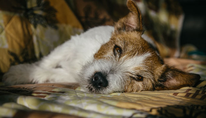 Maple, a 7-month-old Australian shepherd, is recovering from a severe respiratory illness.—NBC News