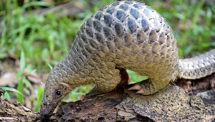 A juvenile Sunda pangolin feeds on termites at the Singapore Zoo on June 30, 2017. — AFP