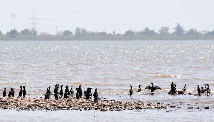 A stunning view of migratory birds sitting on a dry site of Rawal Lake in Islamabad, Pakistan. — Online/File