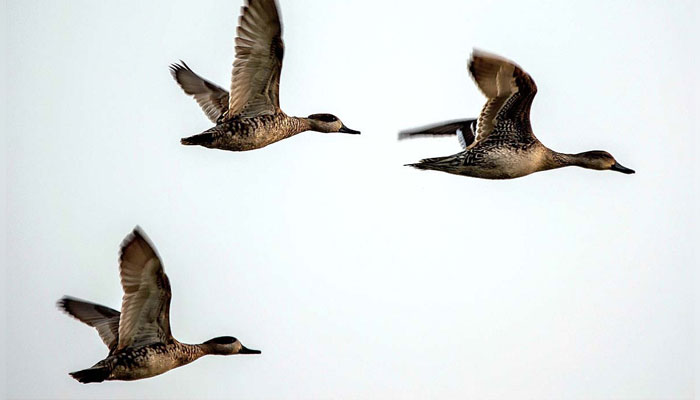 Migratory birds fly over Langh Lake which is famous for hunting near Pakho Village Indus Highway way. — APP/File