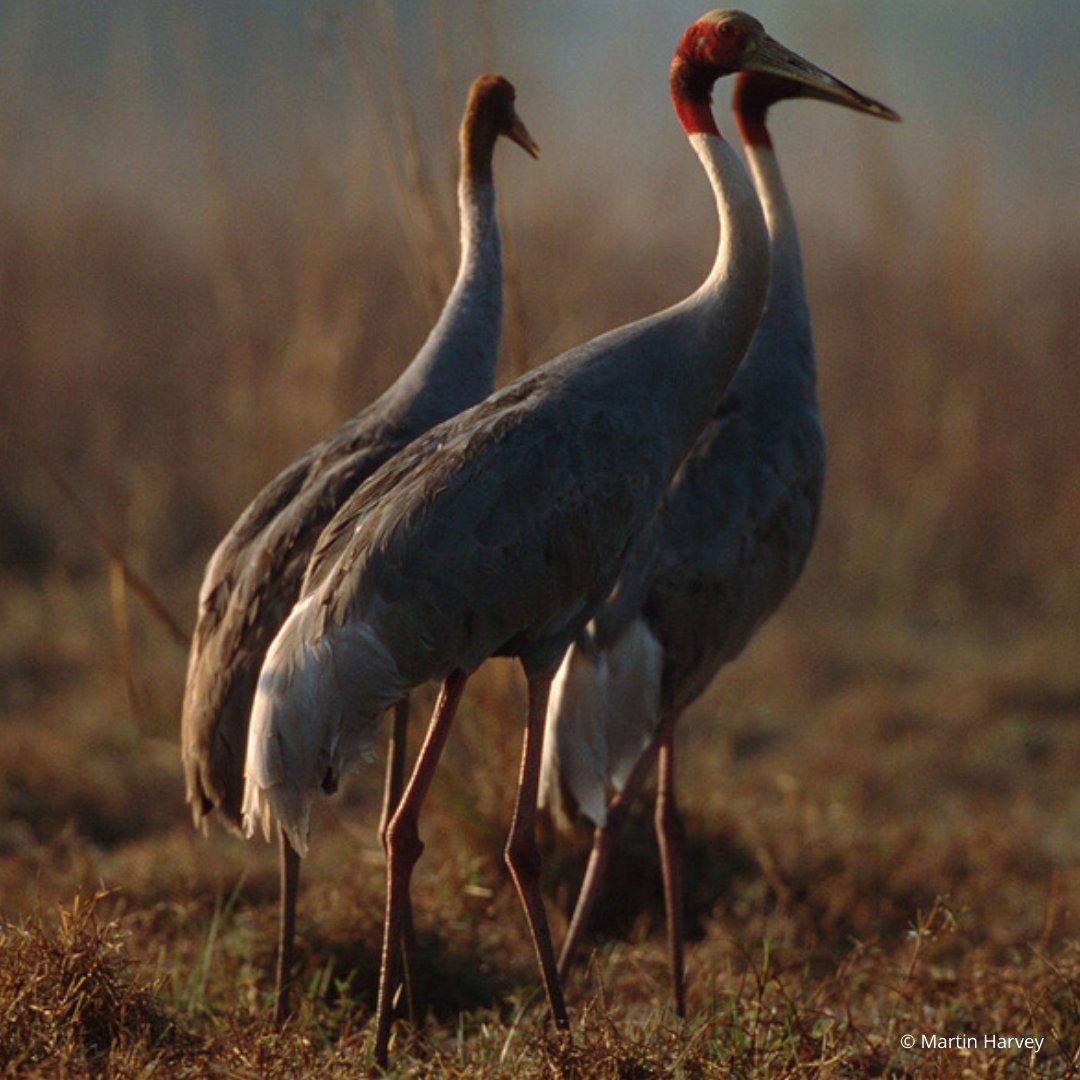 This image shows Sarus cranes. — X/@WWFINDIA via Martin Harvey
