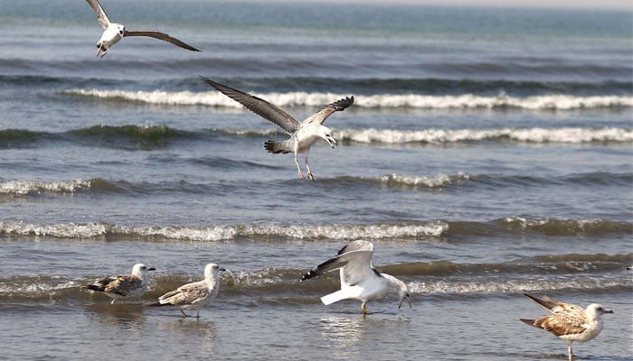 A flock of migratory birds eats along a beach in Karachi, Pakistan. — INP/File