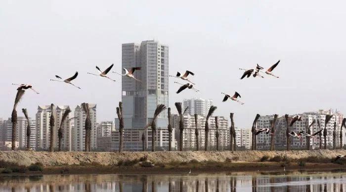 No map or GPS — How do migratory birds navigate thousands of miles without getting lost?