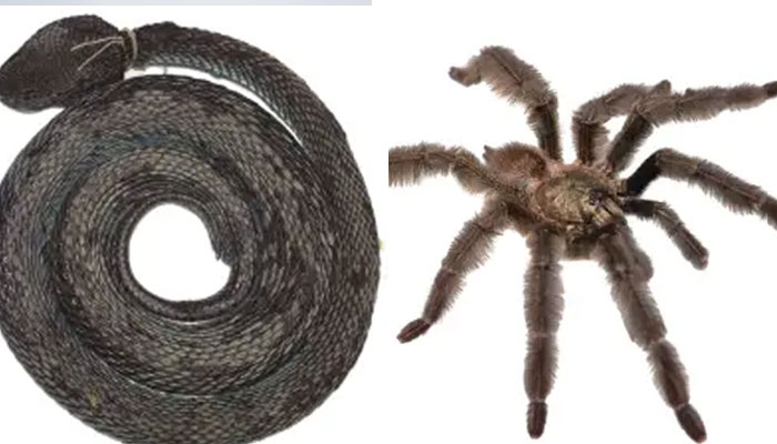 Terrifying new species of spider 'like a tarantula' discovered