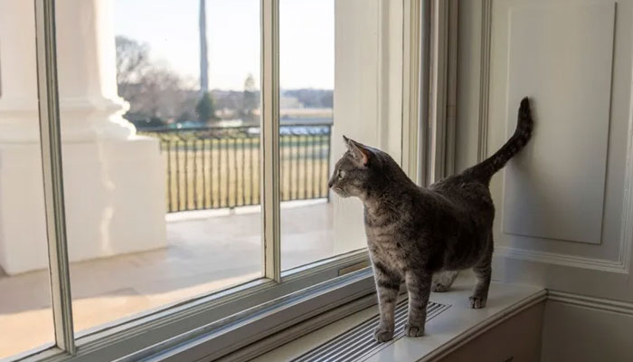 Bidens’ cat, Willow, brings the cattitude in new White House holiday video.—White House
