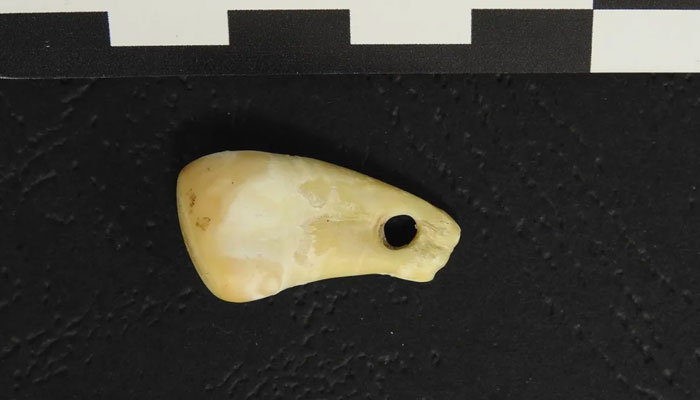 The deer tooth pendant contained DNA left by its wearer. —Max Planck Institute for Evolutionary Anthropology