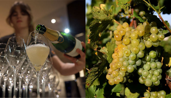 An employee pours English sparkling wine, brand Coates and Seely, for customers at the Tate Modern art gallery in London, Britain, October 6, 2023 and Chardonnay grapes for Champagne in Ludes, France, on September 8.—Reuters/AFP