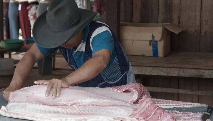 Paiche being prepared for sale at Riberaltas fish market.—BBC