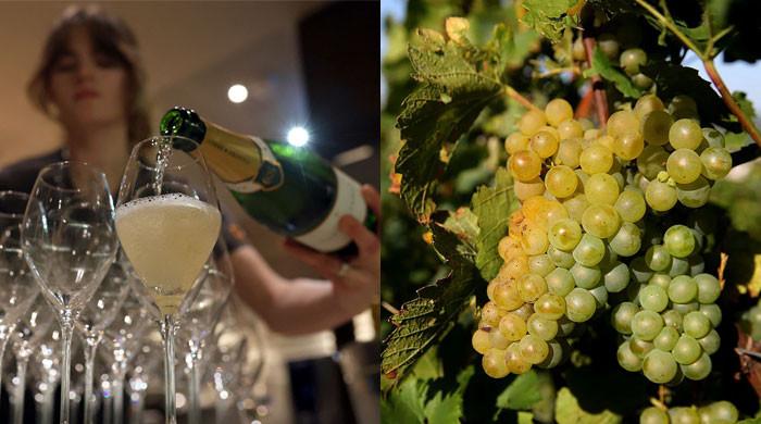 Climate crisis threatens iconic new year’s eve ‘Pop’ as champagne grapes face extinction Climate crisis threatens iconic new year’s eve ‘Pop’ as champagne grapes face extinction