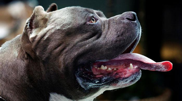 UK man’s genitals severed in brutal assault by banned XL Bully dog UK man’s genitals severed in brutal assault by banned XL Bully dog